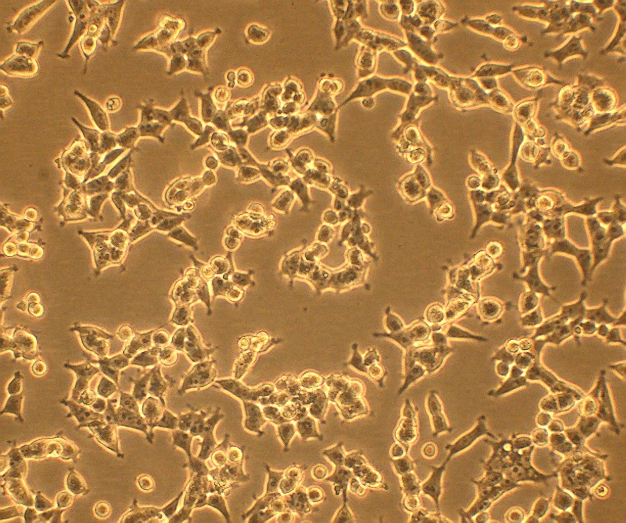 Celulas Hek2931