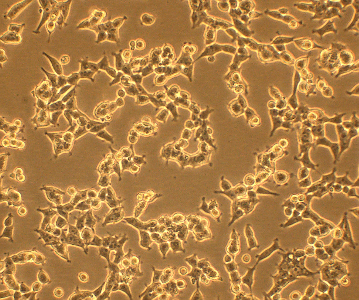 Celulas Hek2931